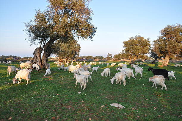 istock The grazing in Puglia 495588393