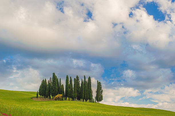 istock Cypresses on a hill in a summer day 495588529