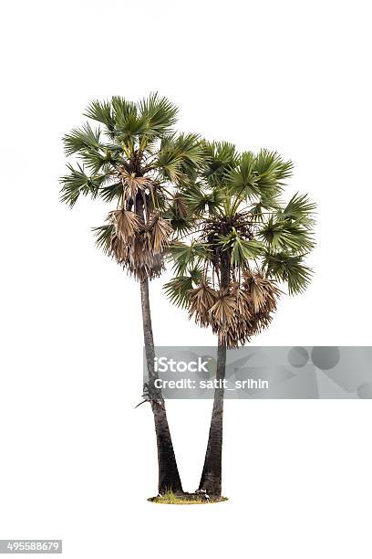 Photo libre de droit de Palmier Isolé Sur Blanc banque d'images et plus d'images libres de droit de Arbre - Arbre, Arbre à feuilles persistantes, Botanique