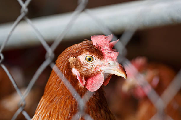 istock Farm egg-laying hen, living in confined spaces 495589080