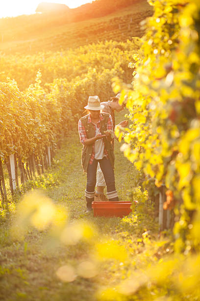 istock Man and woman working in vineyard 495589152