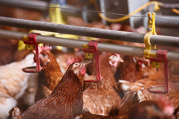 istock Farm chicken in a barn, drinking from waterer 495589194