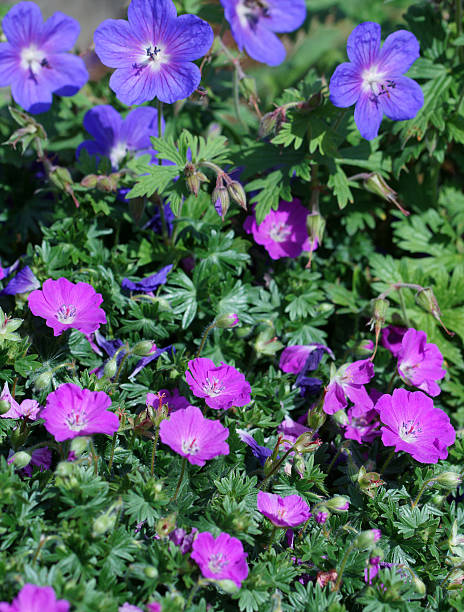istock Pink and blue storksbill flowers 495589215