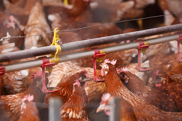 istock Farm chicken in a barn, drinking from waterer 495589236