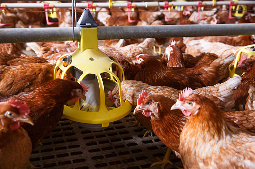 Farm pollo en una barn, comer, desde una alimentación automática photo