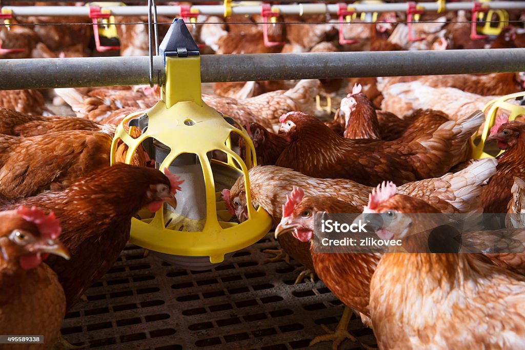 Farm chicken in a barn, eating from an automatic feeder Farm chicken in a barn, eating from an automatic feeder. Animal abuse, living in captivity, food production and industry concept. Chicken - Bird Stock Photo