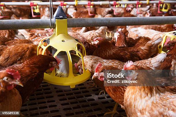 Farm Chicken In A Barn Eating From An Automatic Feeder Stock Photo - Download Image Now