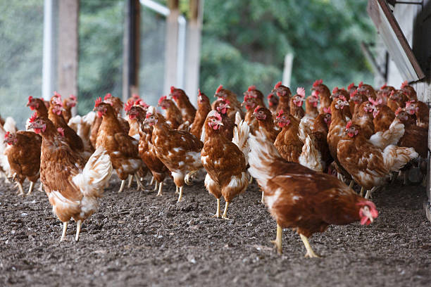 de poulet fermier librement brouter à l'extérieur - volaille domestique photos et images de collection