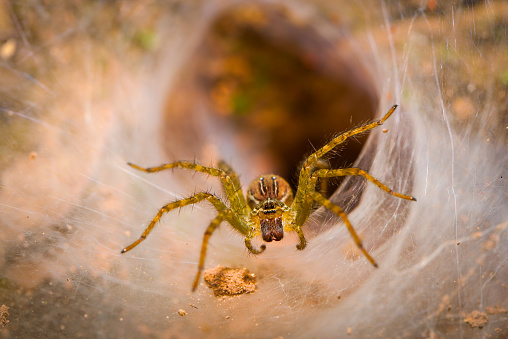 Araneus angulatus Spider eating on his web.