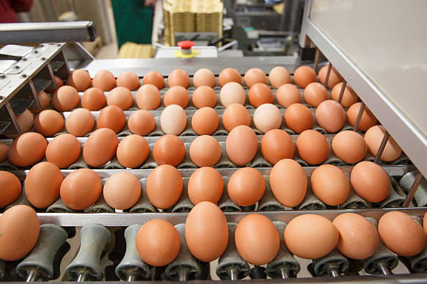 istock Automated sorting of raw and fresh chicken eggs 495589494