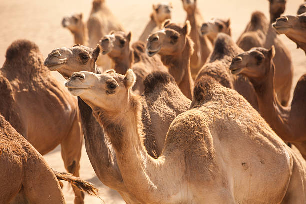 Camels travelling through the desert.
