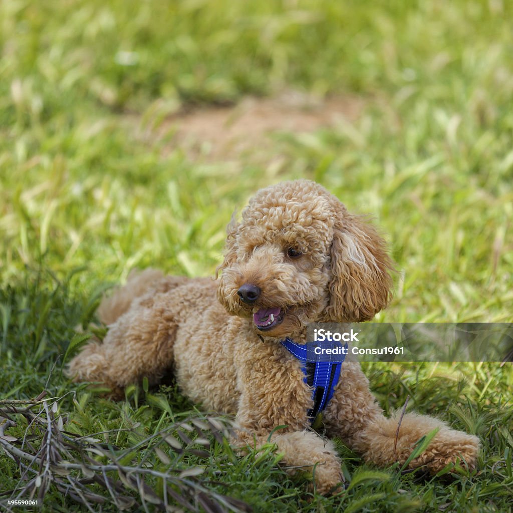 Young caniche - Foto de stock de Aire libre libre de derechos