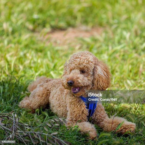 Young Caniche Foto de stock y más banco de imágenes de Aire libre - Aire libre, Alegría, Animal