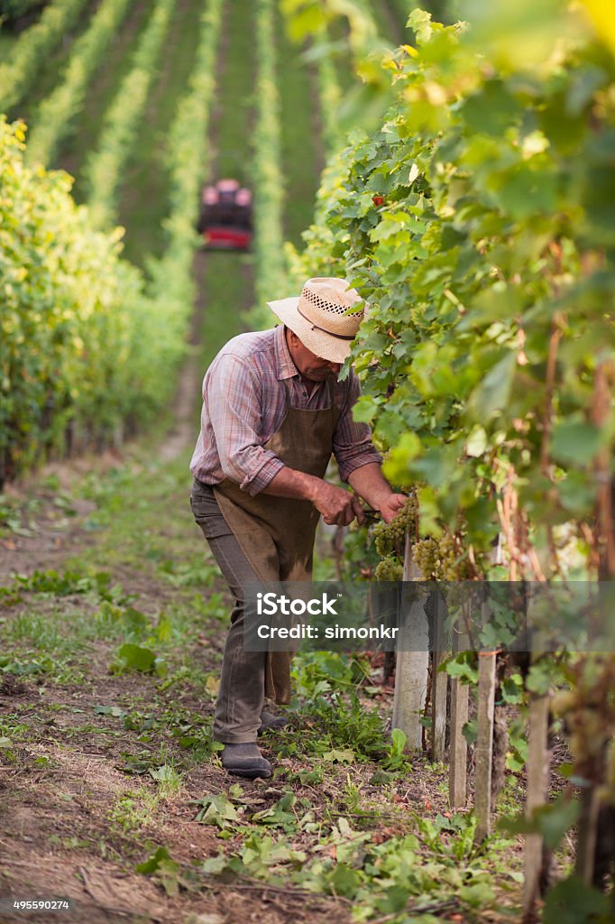 Senior man working in vineyard Senior man cutting a bunch of white grapes in vineyard. Vineyard Stock Photo