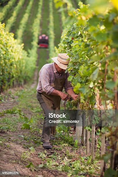 Senior Man Working In Vineyard Stock Photo - Download Image Now - Vineyard, Grape Harvesting, Winemaking