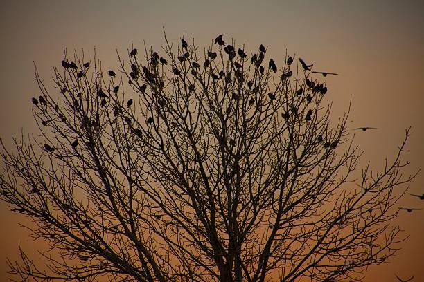 istock Silhouetted Flock of Perched Birds 495590288