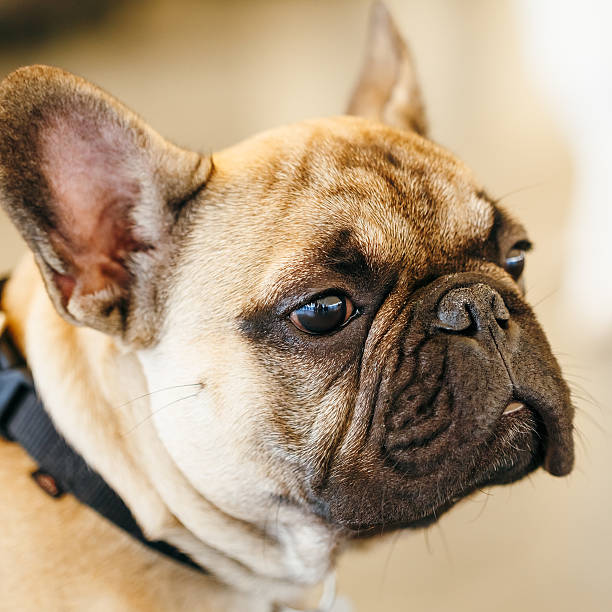 istock Dog French Bulldog 495590429