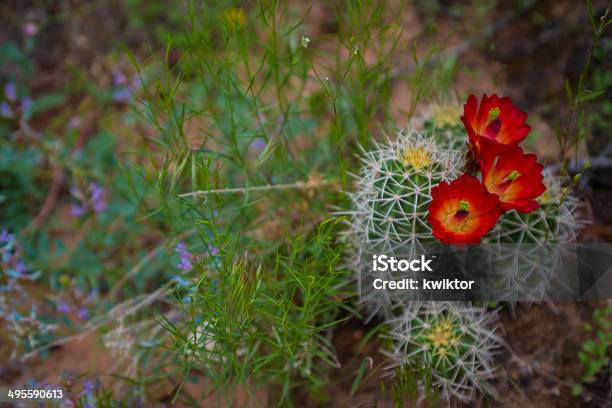 Mojave Mound Kaktusechinocereus Triglochidiatus - zdjęcia stockowe i więcej obrazów Bez ludzi - Bez ludzi, Czerwony, Echinocereus triglochidiatus