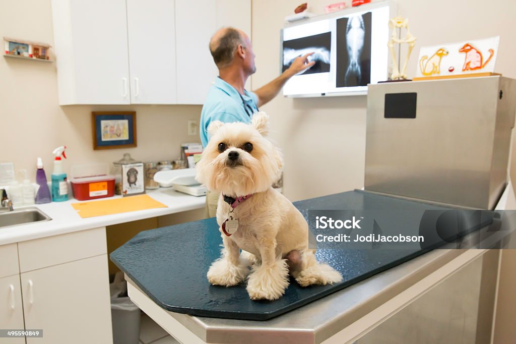 Mirando un veterinario a cargo de perros pequeños de rayos x - Foto de stock de Veterinario libre de derechos