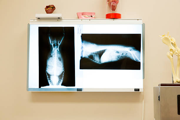 An x-ray of a small dogs torso in veterinary clinic x-ray of a small dog lightbox stock pictures, royalty-free photos & images