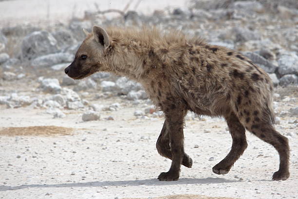 Full side view of brown Hyena in its natural surroundings.