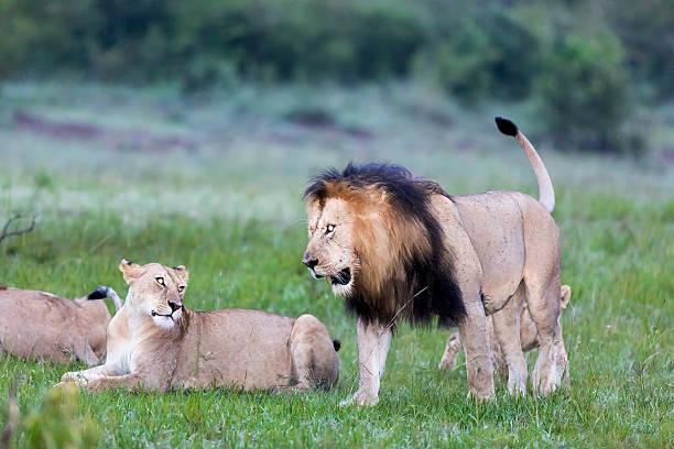 istock Wild African Lion with lioness 495592952