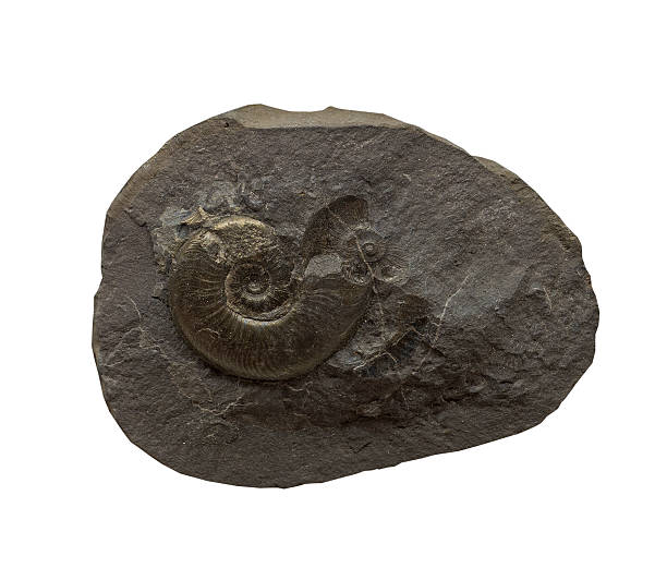 istock The Ammonites fossiles  on a whte background 495593946