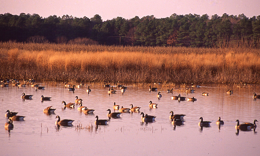 Ducks and other water birds in wetlands at sunset Blackwater National Wildlife Refuge Eastern Shore Maryland