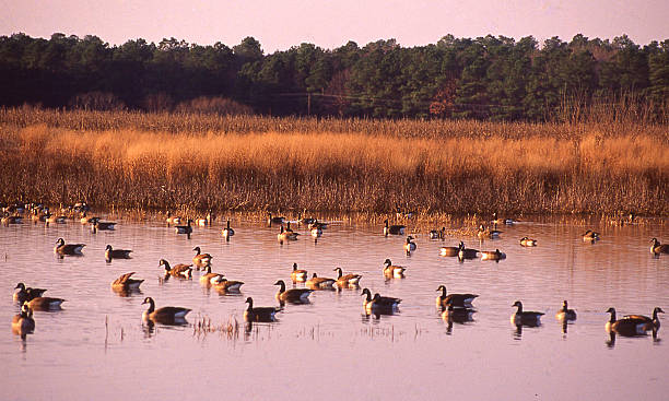 Ducks wetlands sunset Blackwater National Wildlife Refuge Eastern Shore Maryland stock photo