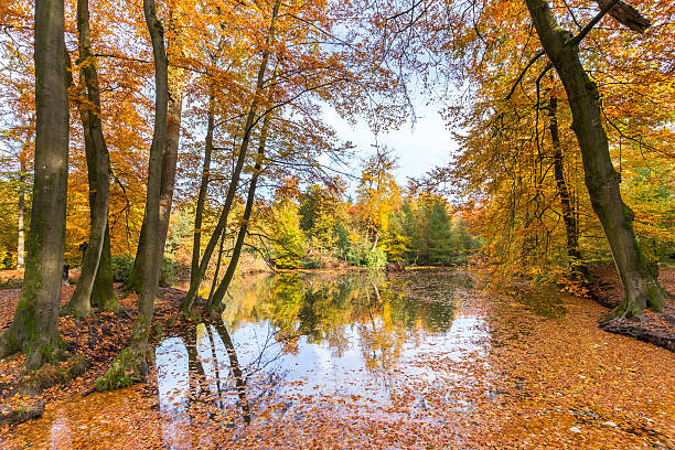 Woodland pond covered with colorful fall leaves of beech trees. The forest shows a beautiful scene in autumn season. On the water surface you see a mirror reflection of the colorful trees at the other side. In front the forest pond is covered with floating brown beech leaves.