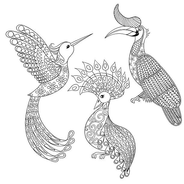 색칠놀이 페이지에서 야생조류 라이노세로스, 벌새 및 이국적이다 야생조류, - hornbill computer graphic multi colored nature stock illustrations