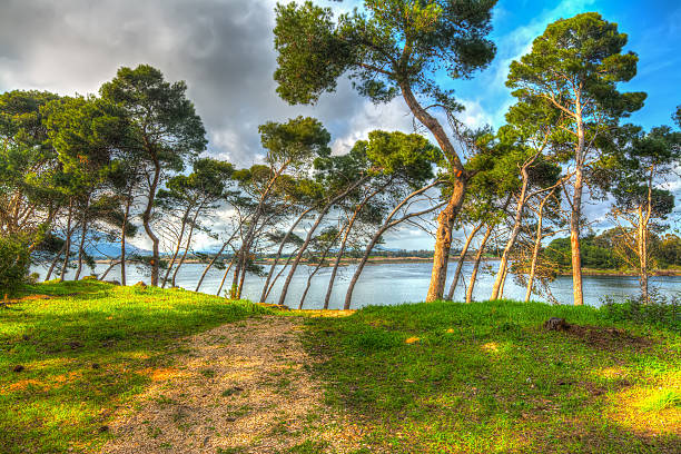 pine trees by the water in pond Calik, Sardinia.