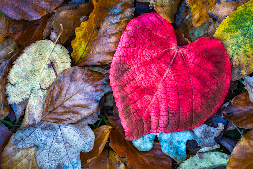 Red heart shaped leaf on top of yellow autumn leaves. Lime tree leaf