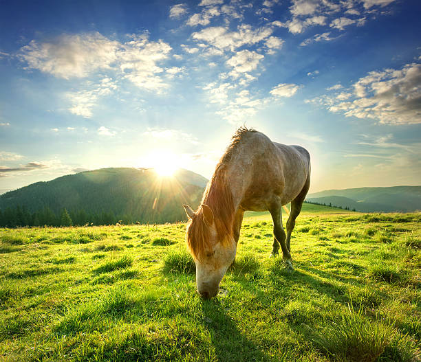 istock Horse on mountain pasture 495601486