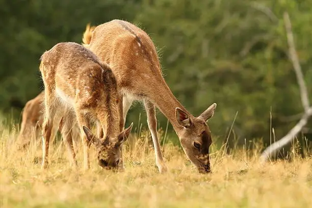 fallow deer herd grazing in a clearing ( Dama )