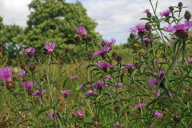 istock Greater knapweed in meadow 495601700
