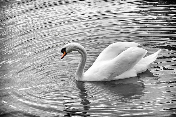 istock White swan swimming in pond 495601974