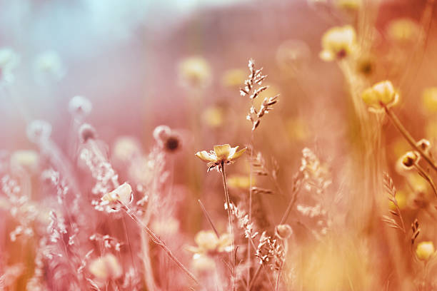 istock Soft focus on little yellow flowers and grass 495602765