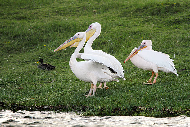istock Beautiful Great Pelicans on green grass 495603032
