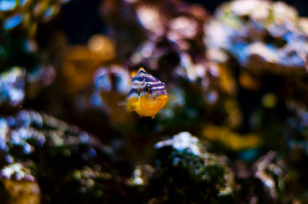 istock Vibrant swimming Cichlid fish in aquarium 495603074
