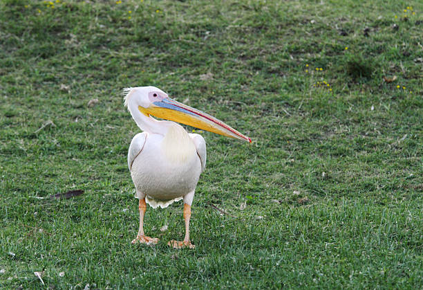 istock Beautiful Great Pelican on green grass 495603108