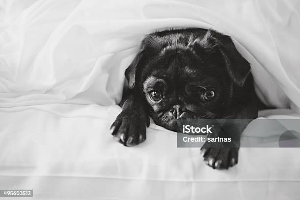 Sad Pug In Bed Stock Photo - Download Image Now - 2015, Bed - Furniture, Black And White