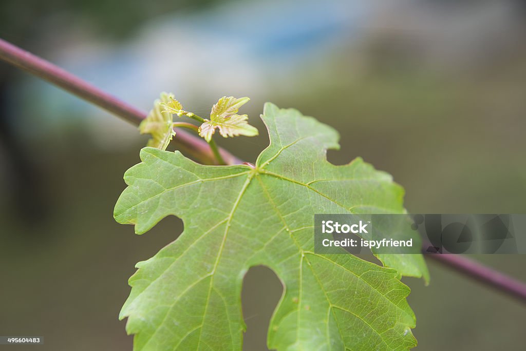 FRAIS Leafs - Photo de Arbre libre de droits