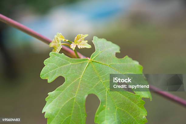 新鮮な Leafs - まぶしいのストックフォトや画像を多数ご用意 - まぶしい, やわらか, カラフル