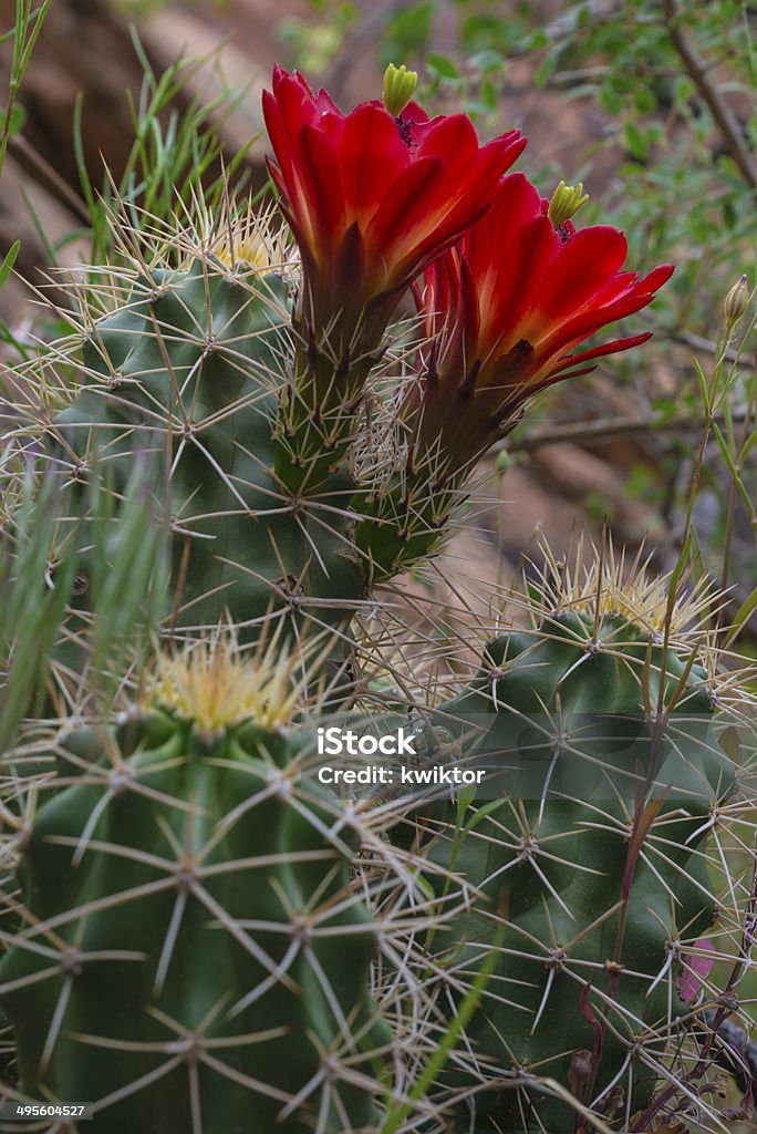 Mojave mound cactus Echinocereus triglochidiatus - Photo de Cactus libre de droits