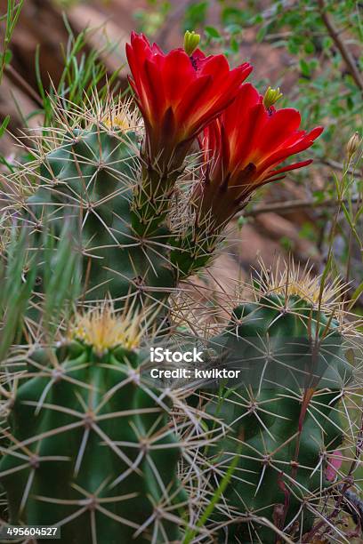 Photo libre de droit de Mojave Mound Cactus Echinocereus Triglochidiatus banque d'images et plus d'images libres de droit de Cactus - Cactus, Cactus hérisson, Cactus à fleur rouge