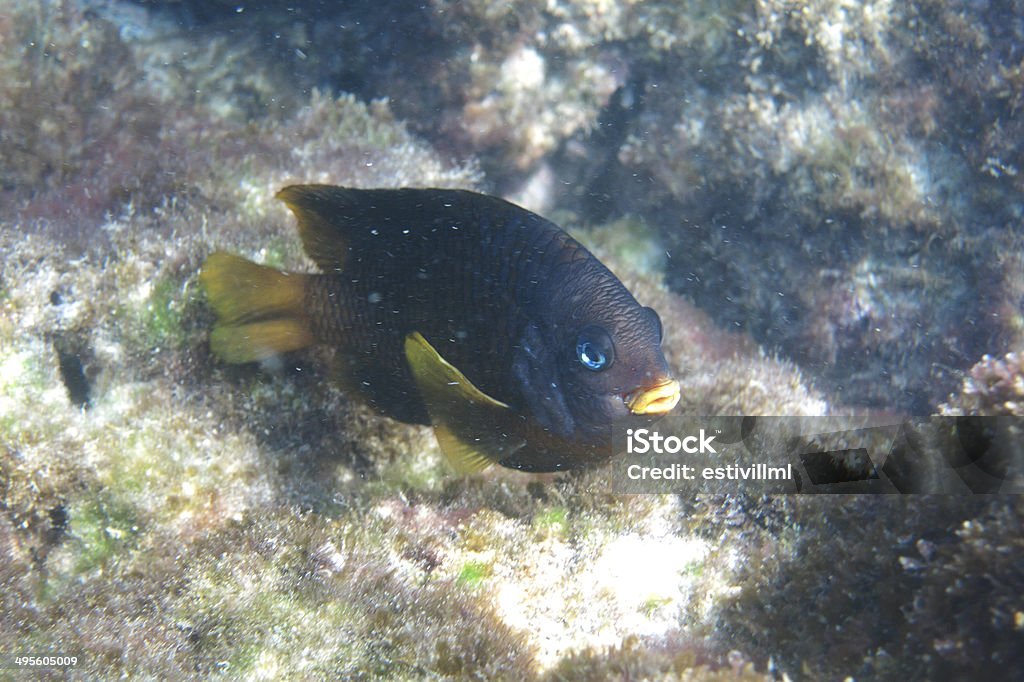 Petit poisson noir et jaune - Photo de Plongée avec tuba libre de droits