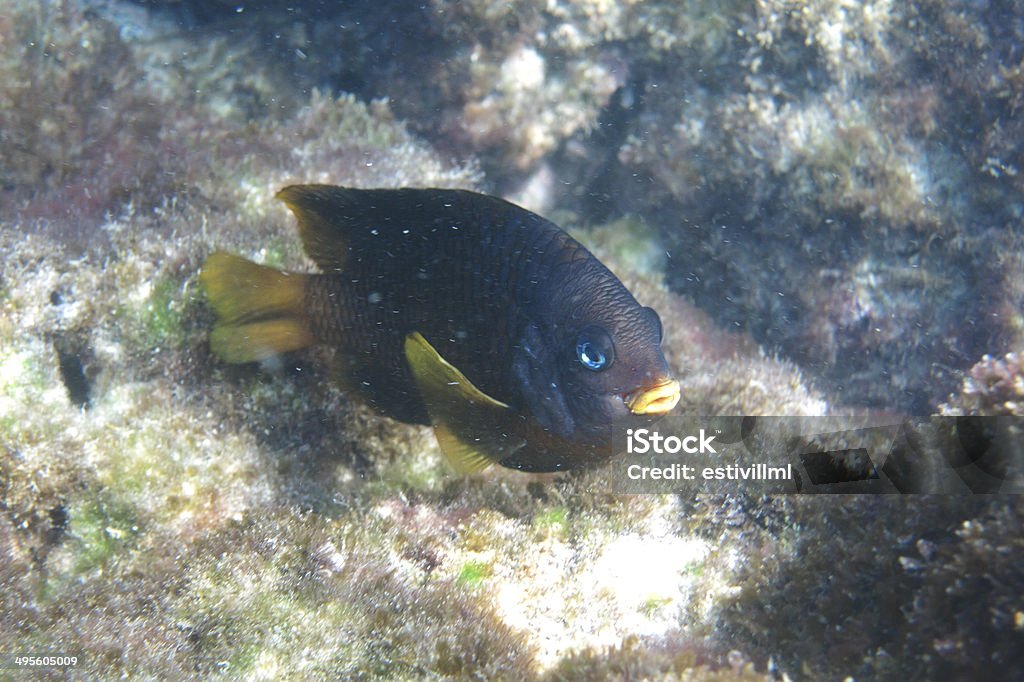 Маленький черный и желтый рыба - Стоковые фото Сноркелинг роялти-фри