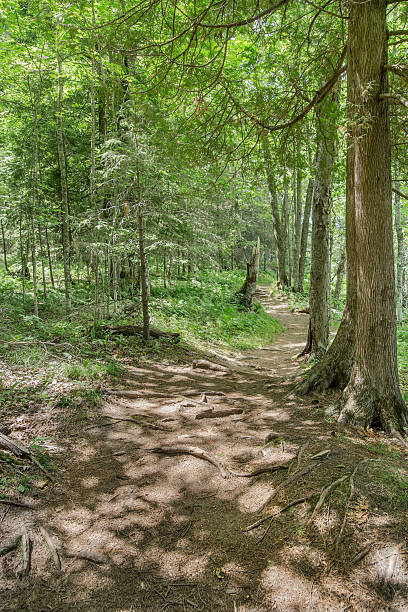 istock Secluded hiking trail winds through Minnesota forests 495605492