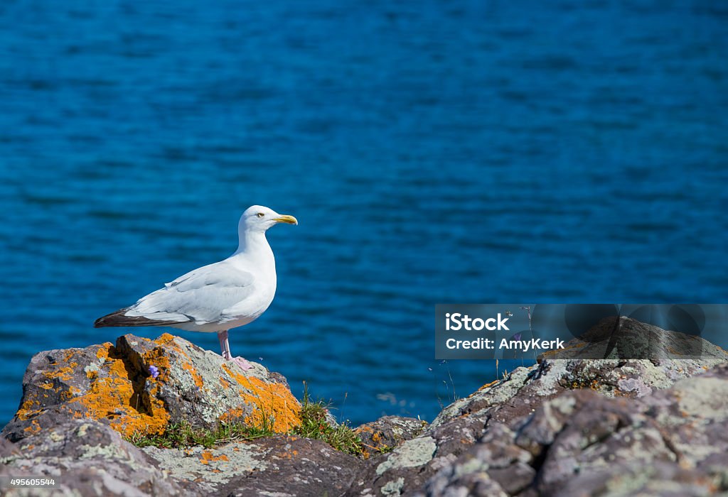 Seagull resting by the water looks off into the distance A seagull perched on dark grey rocks covered in lichens looks off into the distance with deep blue water in the background 2015 Stock Photo